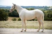Caballo castrado BWP Caballo de Sangre Belga En venta 2022 Cremello por FAMOUS BOY HB