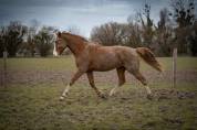 Poulain dressage 
