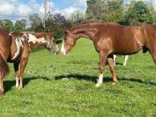 Poulain dressage 