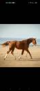 Poulain dressage 