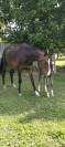 Poulain dressage 