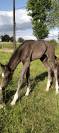 Poulain dressage 