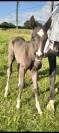 Poulain dressage 