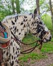 Magnifique Appaloosa Léopard ApHC - Hongre PP - 4 ans 
