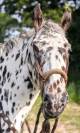Magnifique Appaloosa Léopard ApHC - Hongre PP - 4 ans 