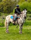 Magnifique Appaloosa Léopard ApHC - Hongre PP - 4 ans 