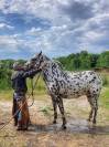 Magnifique Appaloosa Léopard ApHC - Hongre PP - 4 ans 
