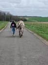 Magnifique Appaloosa Léopard ApHC - Hongre PP - 4 ans 