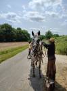 Magnifique Appaloosa Léopard ApHC - Hongre PP - 4 ans 