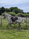 Magnifique Appaloosa Léopard ApHC - Hongre PP - 4 ans 