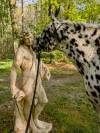 Magnifique Appaloosa Léopard ApHC - Hongre PP - 4 ans 