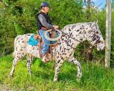 Magnifique Appaloosa Léopard ApHC - Hongre PP - 4 ans 