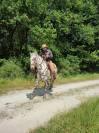 Magnifique Appaloosa Léopard ApHC - Hongre PP - 4 ans 