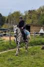 Magnifique Appaloosa Léopard ApHC - Hongre PP - 4 ans 