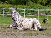 Magnifique Appaloosa Léopard ApHC - Hongre PP - 4 ans 