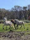 Magnifique Appaloosa Léopard ApHC - Hongre PP - 4 ans 