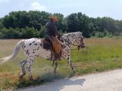 Magnifique Appaloosa Léopard ApHC - Hongre PP - 4 ans 