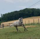 Magnifique Appaloosa Léopard ApHC - Hongre PP - 4 ans 