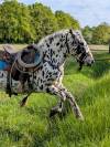 Magnifique Appaloosa Léopard ApHC - Hongre PP - 4 ans 