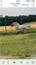 Magnifique Appaloosa Léopard ApHC - Hongre PP - 4 ans 