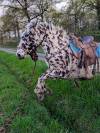 Magnifique Appaloosa Léopard ApHC - Hongre PP - 4 ans 