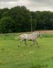 Magnifique Appaloosa Léopard ApHC - Hongre PP - 4 ans 