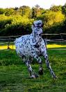 Magnifique Appaloosa Léopard ApHC - Hongre PP - 4 ans 