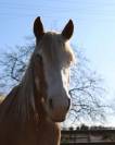pension chevaux