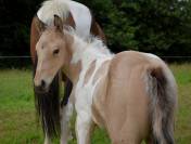 Poulain pie isabelle tobiano 