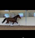 Mare Oldenburg For sale 2021 Bay