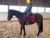 Mare Oldenburg For sale 2021 Bay