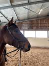 Mare Oldenburg For sale 2021 Bay