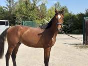 Mâle 2 ans CSO/CCE