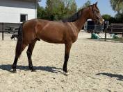 Mâle 2 ans CSO/CCE