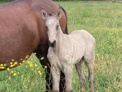 Cheval lusitanien 