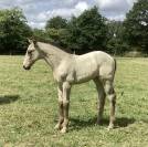 Cheval lusitanien 