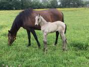 Cheval lusitanien 