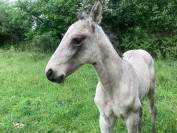 Cheval lusitanien 