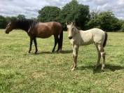 Cheval lusitanien 
