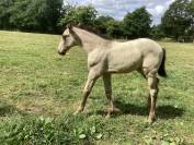 Cheval lusitanien 