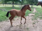 Cheval lusitanien OC