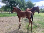 Cheval lusitanien OC