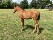 Cheval lusitanien OC