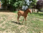 Cheval lusitanien OC