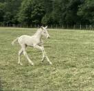Cheval lusitanien OC