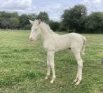 Cheval lusitanien OC