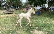 Cheval lusitanien OC