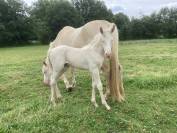 Cheval lusitanien OC
