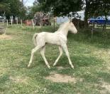 Cheval lusitanien OC