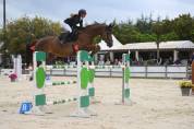Hongre, selle Français, 9 ans 135 et +